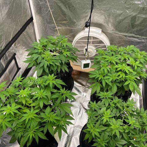 Gorilla Zkittlez growlog timeline photo