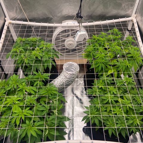 Gorilla Zkittlez growlog timeline photo