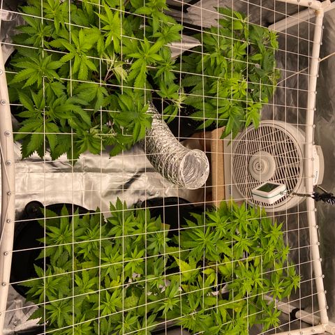 Gorilla Zkittlez growlog timeline photo