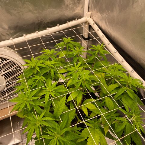 Blue Sunset Sherbert growlog timeline photo