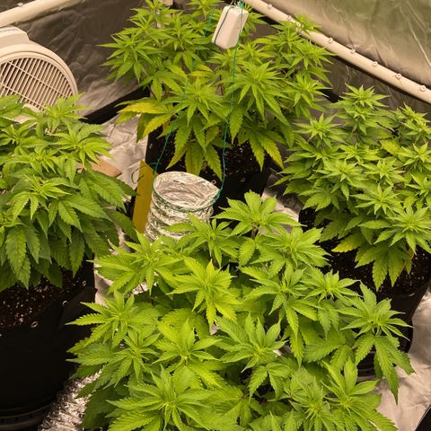 Gorilla Zkittlez growlog timeline photo
