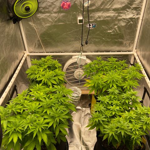 Gorilla Zkittlez growlog timeline photo