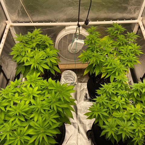 Gorilla Zkittlez growlog timeline photo