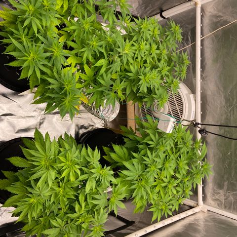 Gorilla Zkittlez growlog timeline photo