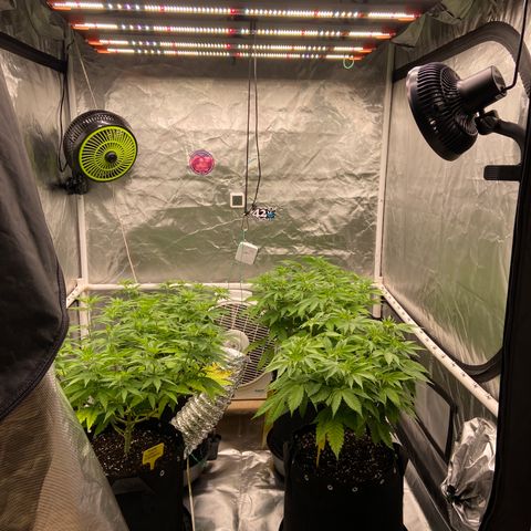 Gorilla Zkittlez growlog timeline photo