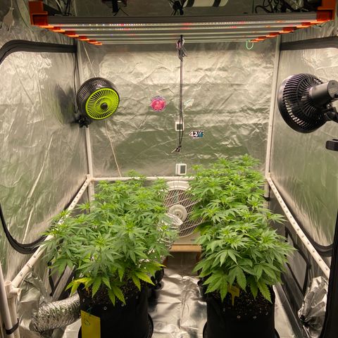 Gorilla Zkittlez growlog timeline photo