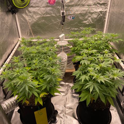 Gorilla Zkittlez growlog timeline photo