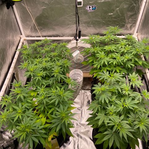 Gorilla Zkittlez growlog timeline photo