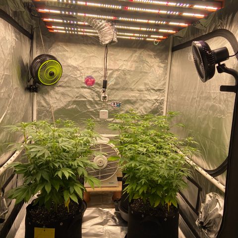 Gorilla Zkittlez growlog timeline photo