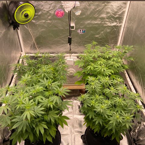 Gorilla Zkittlez growlog timeline photo