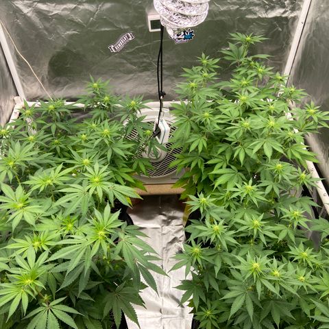 Gorilla Zkittlez growlog timeline photo