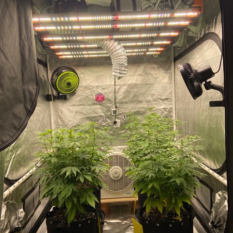 Gorilla Zkittlez growlog timeline photo