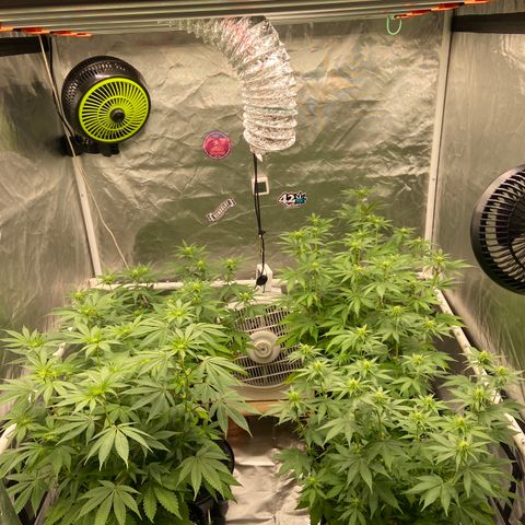 Gorilla Zkittlez growlog timeline photo
