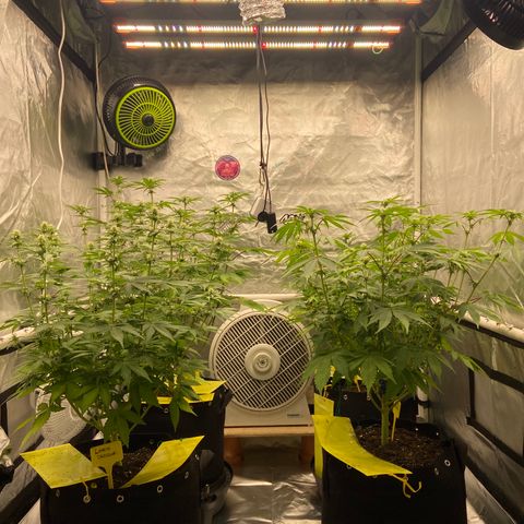 Gorilla Zkittlez growlog timeline photo