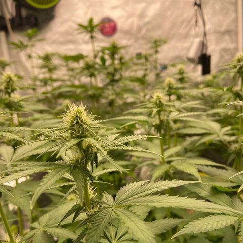 Gorilla Zkittlez growlog timeline photo