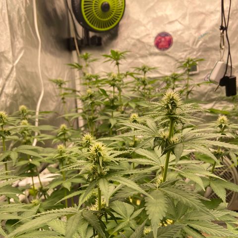 Gorilla Zkittlez growlog timeline photo