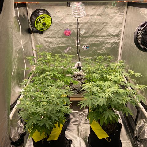 Gorilla Zkittlez growlog timeline photo