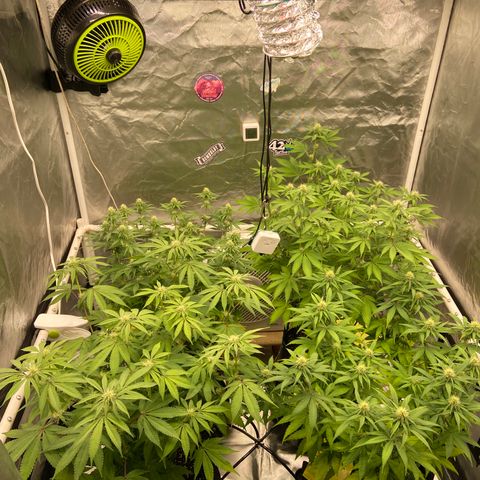 Gorilla Zkittlez growlog timeline photo