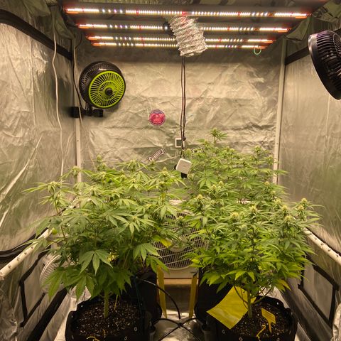 Gorilla Zkittlez growlog timeline photo