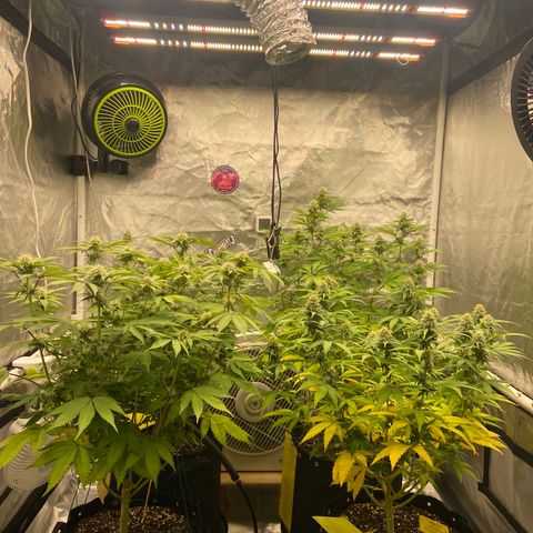 Gorilla Zkittlez growlog timeline photo