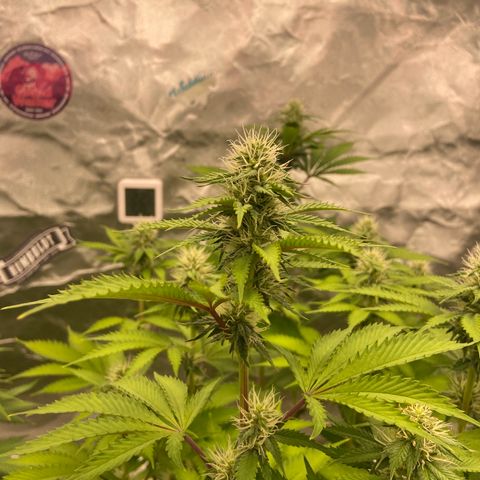 Gorilla Zkittlez growlog timeline photo