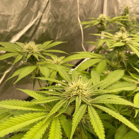 Gorilla Zkittlez growlog timeline photo