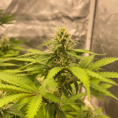 Gorilla Zkittlez growlog timeline photo