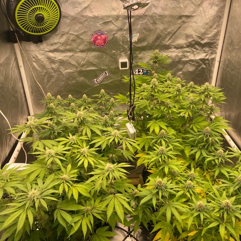 Gorilla Zkittlez growlog timeline photo