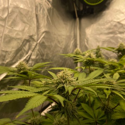 Gorilla Zkittlez growlog timeline photo