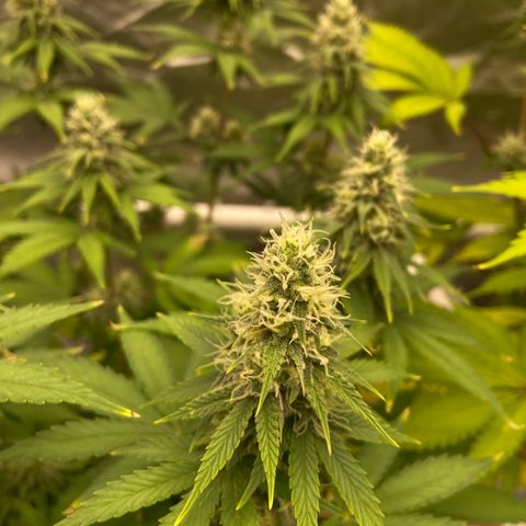 Gorilla Zkittlez growlog timeline photo