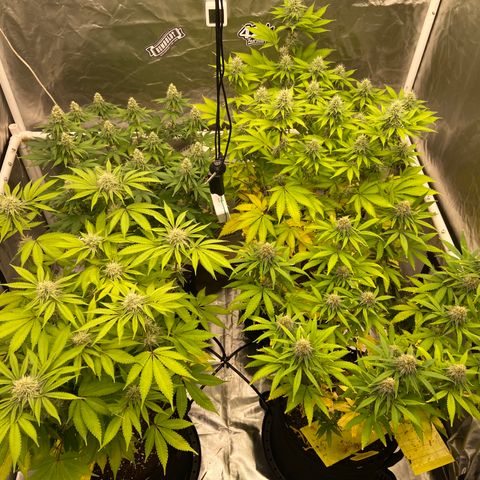 Gorilla Zkittlez growlog timeline photo