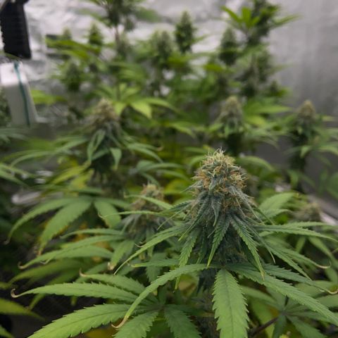 Gorilla Zkittlez growlog timeline photo