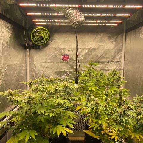 Gorilla Zkittlez growlog timeline photo