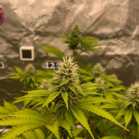 Gorilla Zkittlez growlog timeline photo