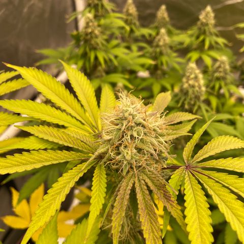 Gorilla Zkittlez growlog timeline photo