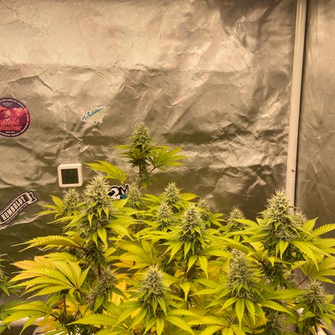 Gorilla Zkittlez growlog timeline photo