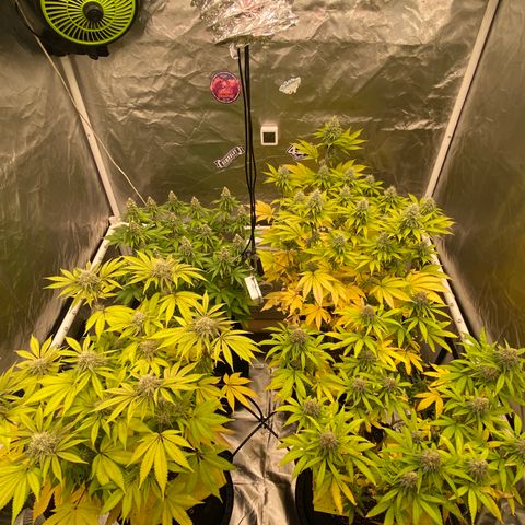 Gorilla Zkittlez growlog timeline photo