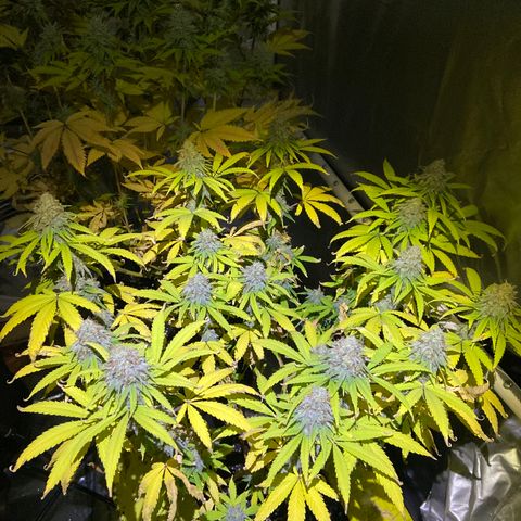 Gorilla Zkittlez growlog timeline photo