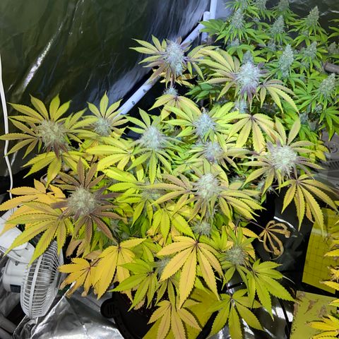 Gorilla Zkittlez growlog timeline photo