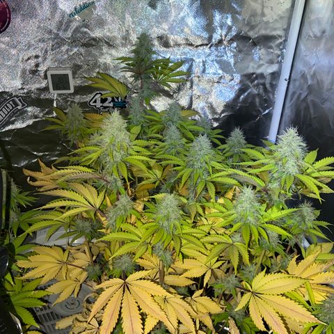 Gorilla Zkittlez growlog timeline photo