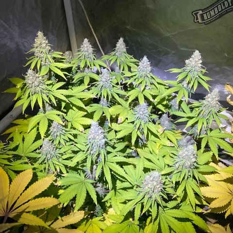 Gorilla Zkittlez growlog timeline photo