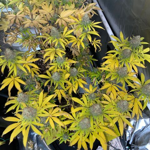 Gorilla Zkittlez growlog timeline photo