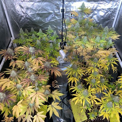 Gorilla Zkittlez growlog timeline photo