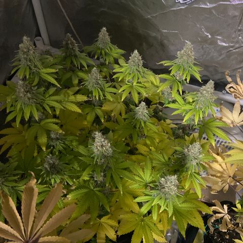 Gorilla Zkittlez growlog timeline photo
