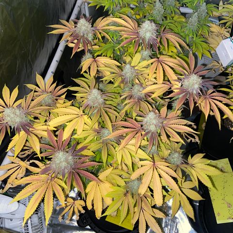 Gorilla Zkittlez growlog timeline photo