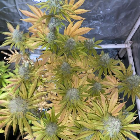 Gorilla Zkittlez growlog timeline photo