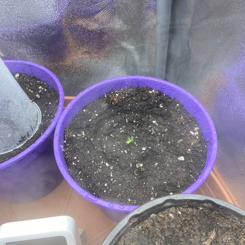Pineapple Uspidedown Cake growlog timeline photo