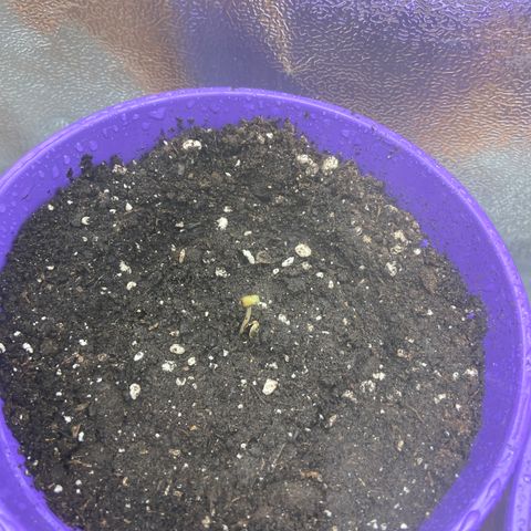 Pineapple Uspidedown Cake growlog timeline photo