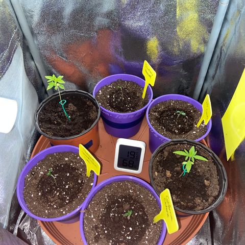 Pineapple Uspidedown Cake growlog timeline photo