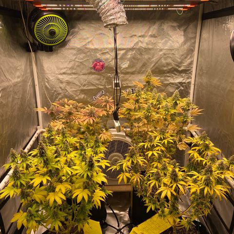 Gorilla Zkittlez growlog timeline photo